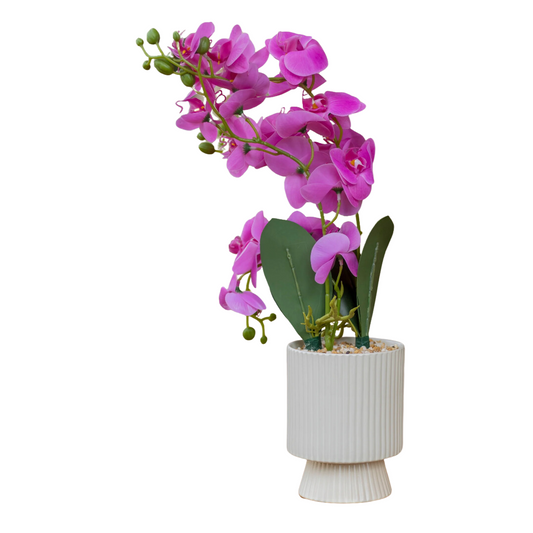 Moth Orchid and Ceramic White Vase