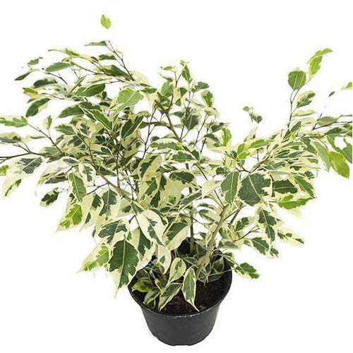 Ficus Benjamin